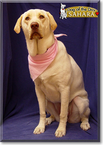 Sahara, the Dog of the Day Sahara, the Dog of the Day