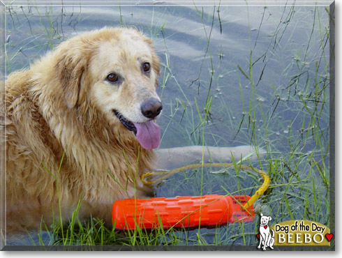 Beebo, the Dog of the Day Beebo, the Dog of the Day