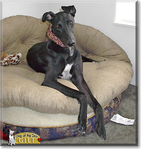 Gili, the Dog of the Day