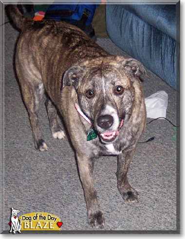 Blaze, the Dog of the Day Blaze, the Dog of the Day