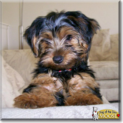 Moose, the Dog of the Day Moose, the Dog of the Day