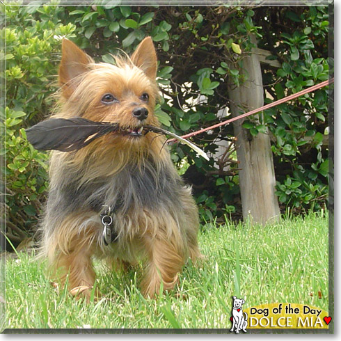 Dolce Mia, the Dog of the Day