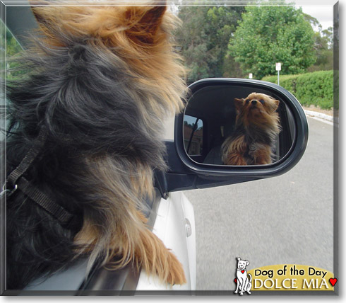 Dolce Mia, the Dog of the Day