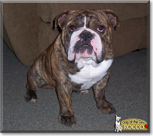 Rocco, the Dog of the Day