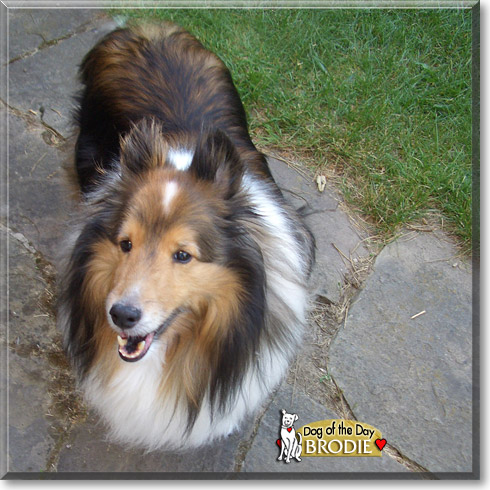 Brodie, the Dog of the Day