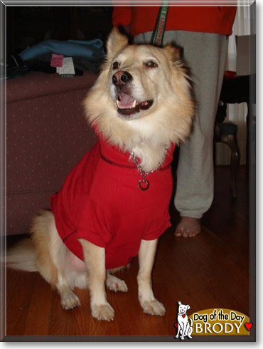 Brody, the Dog of the Day