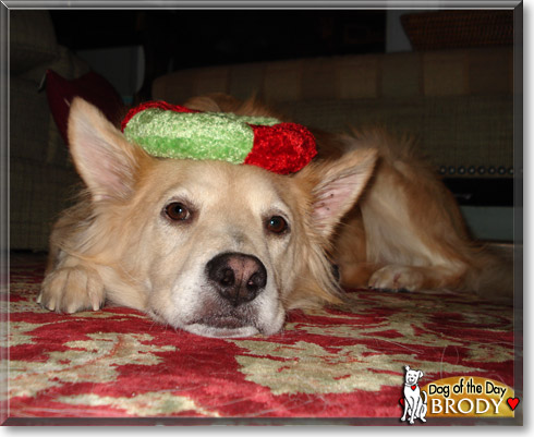 Brody, the Dog of the Day