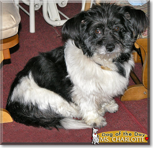 Ms. Charlotte, the Dog of the Day