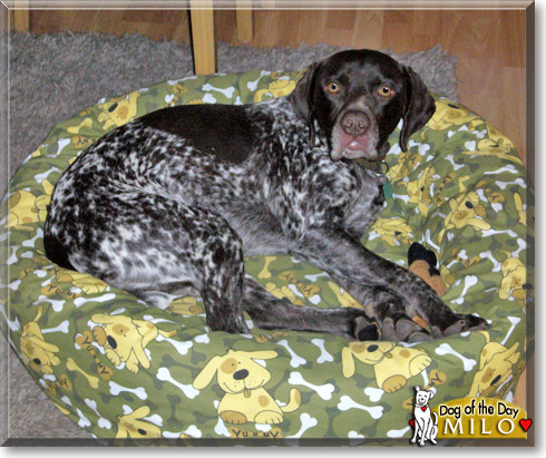 Milo, the Dog of the Day