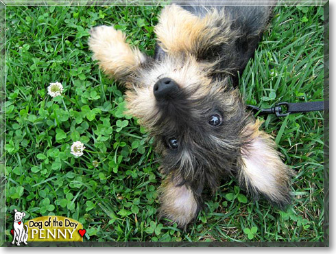 Penny, the Dog of the Day