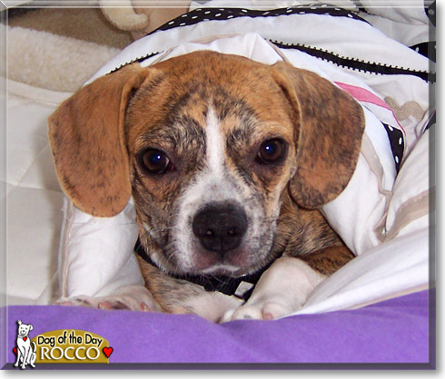 Rocco, the Dog of the Day