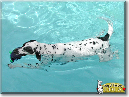 Lola, the Dog of the Day