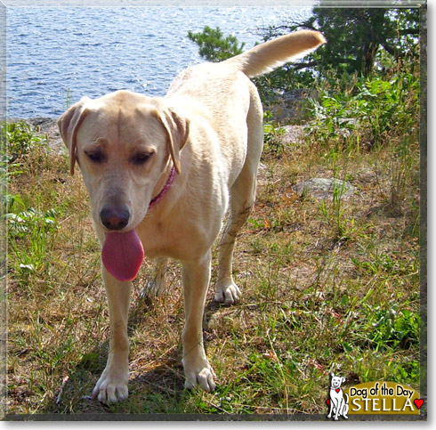 Stella, the Dog of the Day