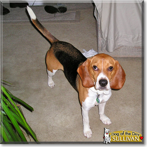 Sullivan, the Dog of the Day