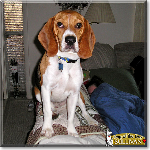 Sullivan, the Dog of the Day
