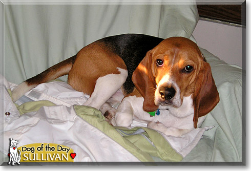 Sullivan, the Dog of the Day