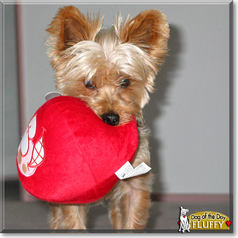 Fluffy, the Dog of the Day