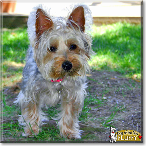 Fluffy, the Dog of the Day