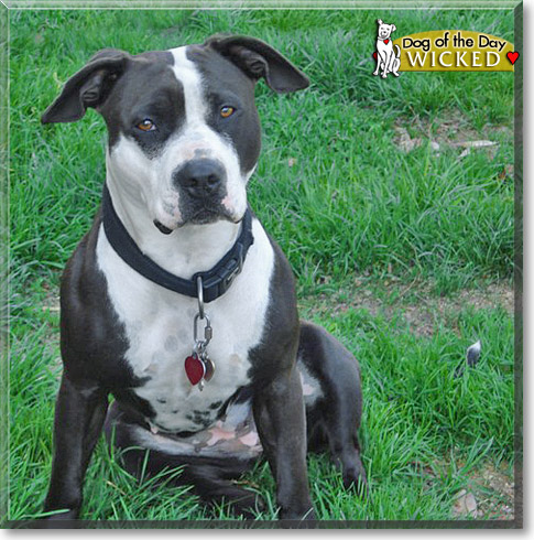 Wicked, the Dog of the Day
