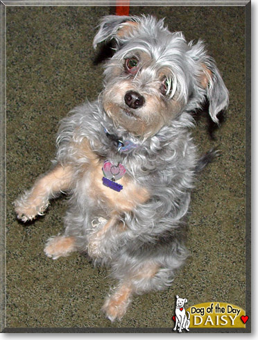 Daisy Mae, the Dog of the Day