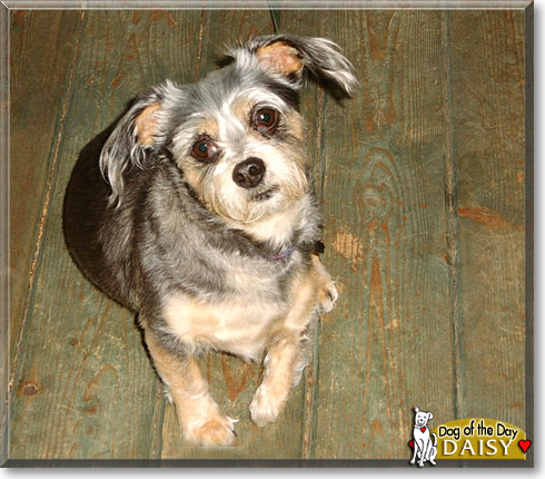 Daisy Mae, the Dog of the Day