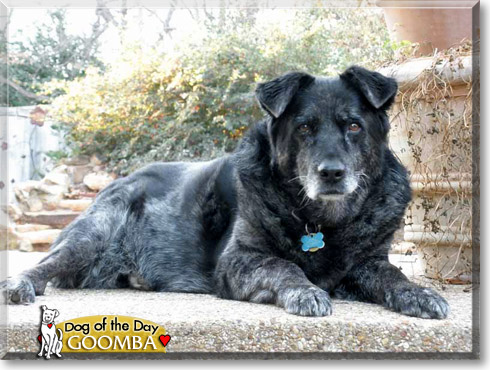Goomba, the Dog of the Day Goomba, the Dog of the Day