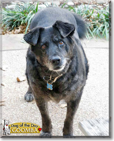 Goomba, the Dog of the Day Goomba, the Dog of the Day
