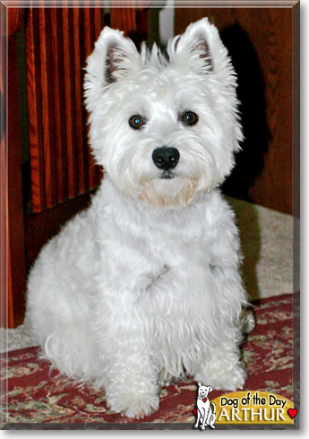 Arthur, the Dog of the Day