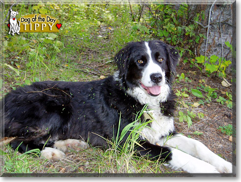 Tippy, the Dog of the Day