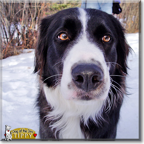Tippy, the Dog of the Day