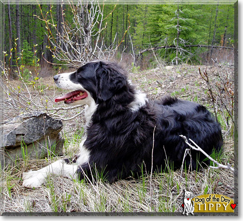 Tippy, the Dog of the Day