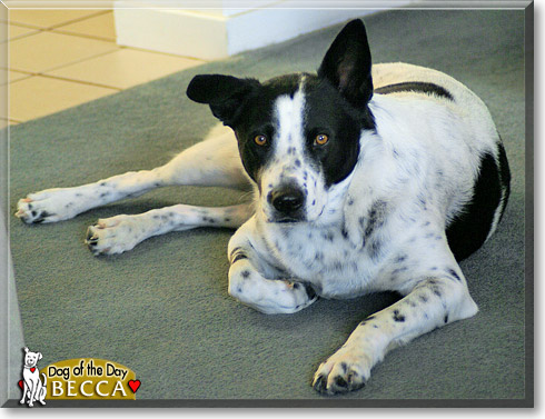 Becca, the Dog of the Day