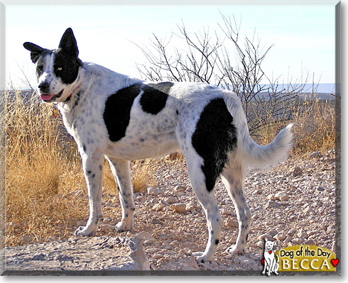 Becca, the Dog of the Day