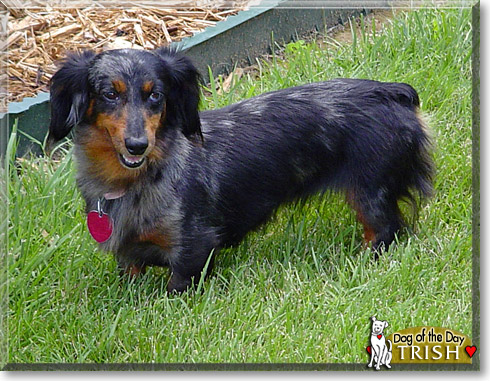 Trish, the Dog of the Day Trish, the Dog of the Day