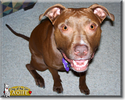 Aoife, the Dog of the Day