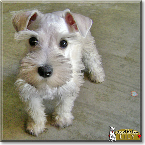 Lily, the Dog of the Day