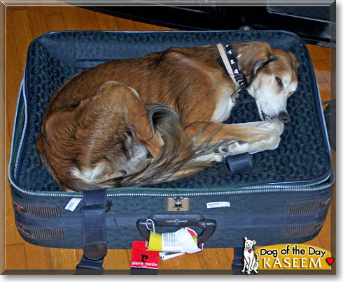 Kaseem, the Dog of the Day Kaseem, the Dog of the Day