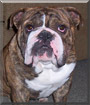 Rocco