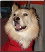 Brody