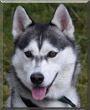 Kavik