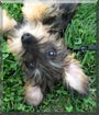 Penny