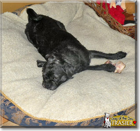 Frasier, the Dog of the Day