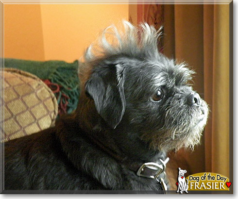 Frasier, the Dog of the Day