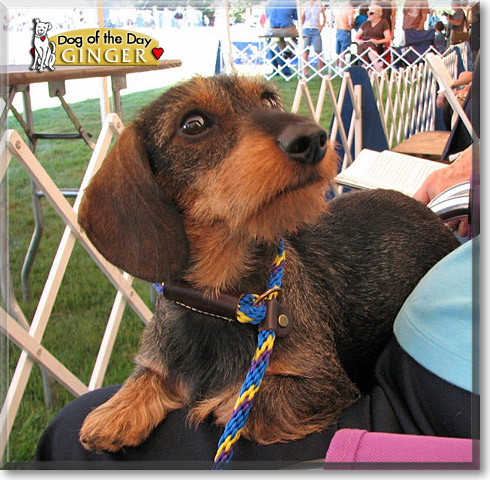 Ginger, the Dog of the Day Ginger, the Dog of the Day