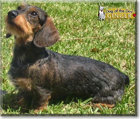 Ginger, the Dog of the Day Ginger, the Dog of the Day
