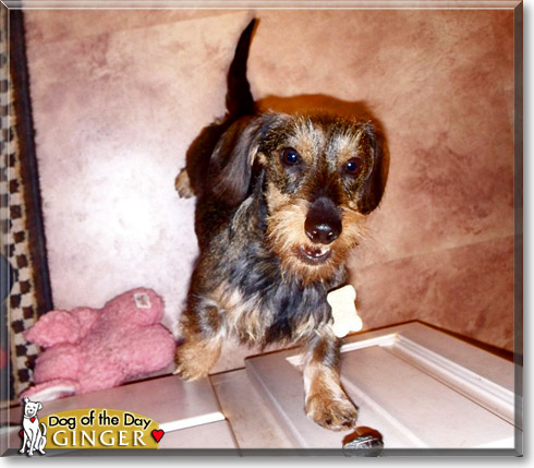 Ginger, the Dog of the Day Ginger, the Dog of the Day