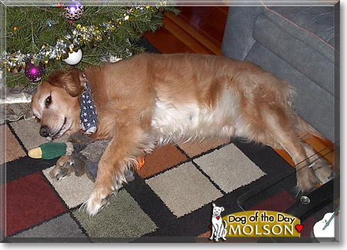 Molson, the Dog of the Day Molson, the Dog of the Day