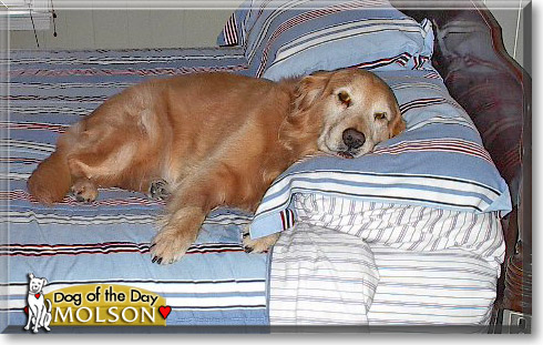 Molson, the Dog of the Day Molson, the Dog of the Day