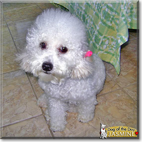 Jasmine, the Dog of the Day
