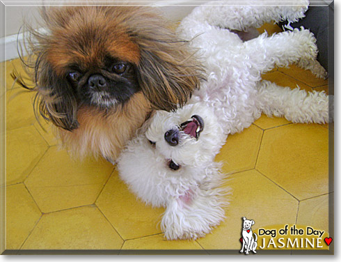Jasmine, the Dog of the Day Jasmine, the Dog of the Day